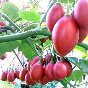 Tomate de árbol o Tamarillo