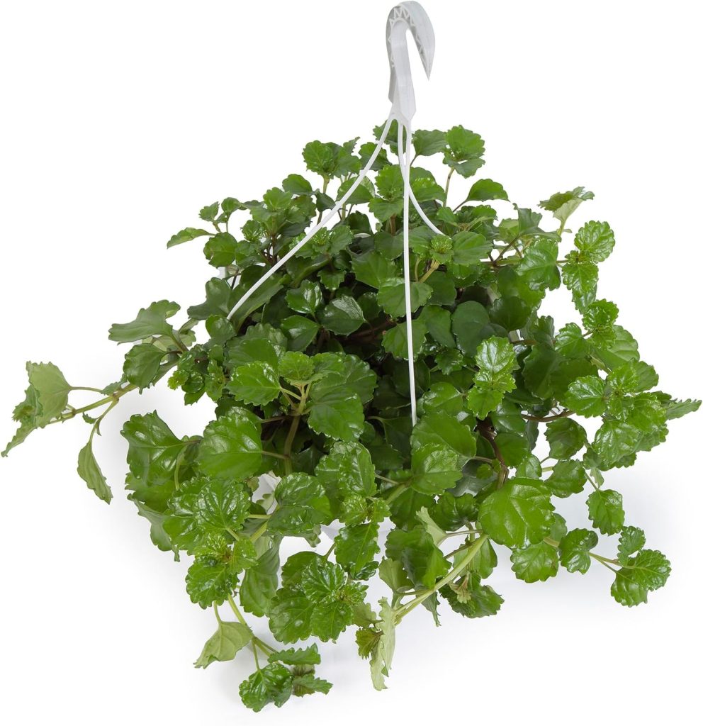 Planta del dinero colgante