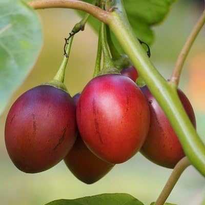 Rama con frutos de Tamarillo