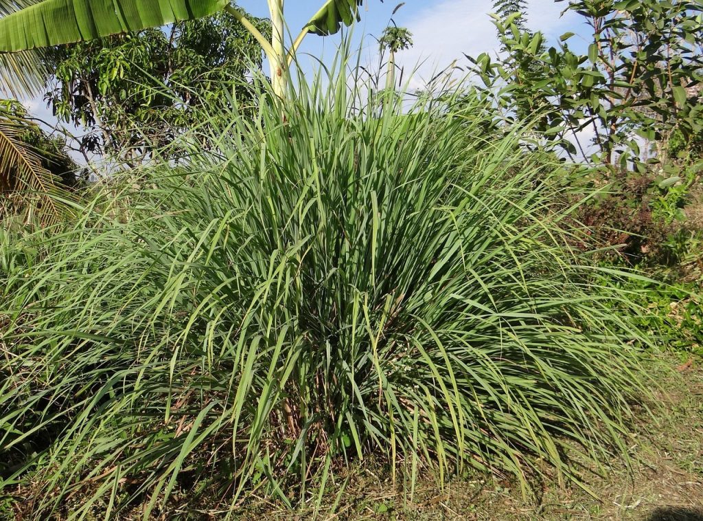 planta de citronela