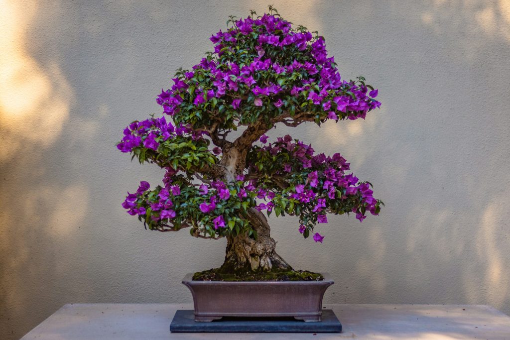 como cuidar un bonsai