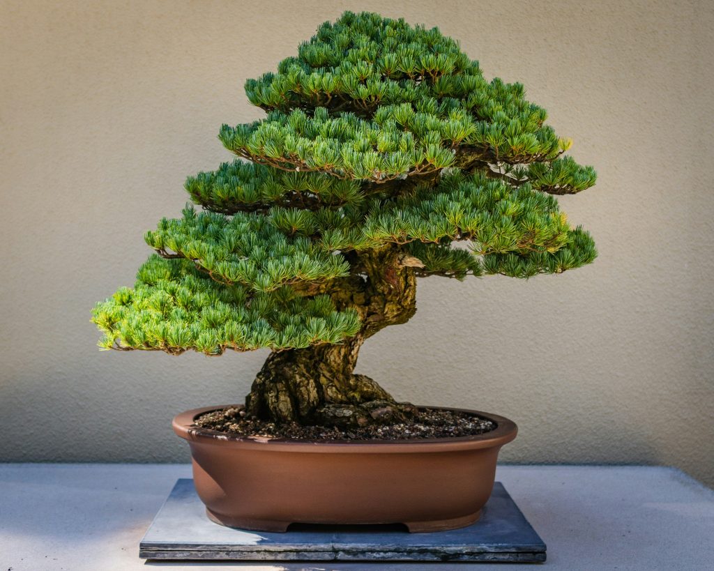 Cuidados de un Bonsai
