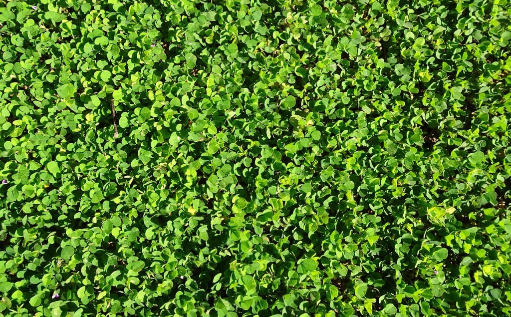 Dichondra Repens