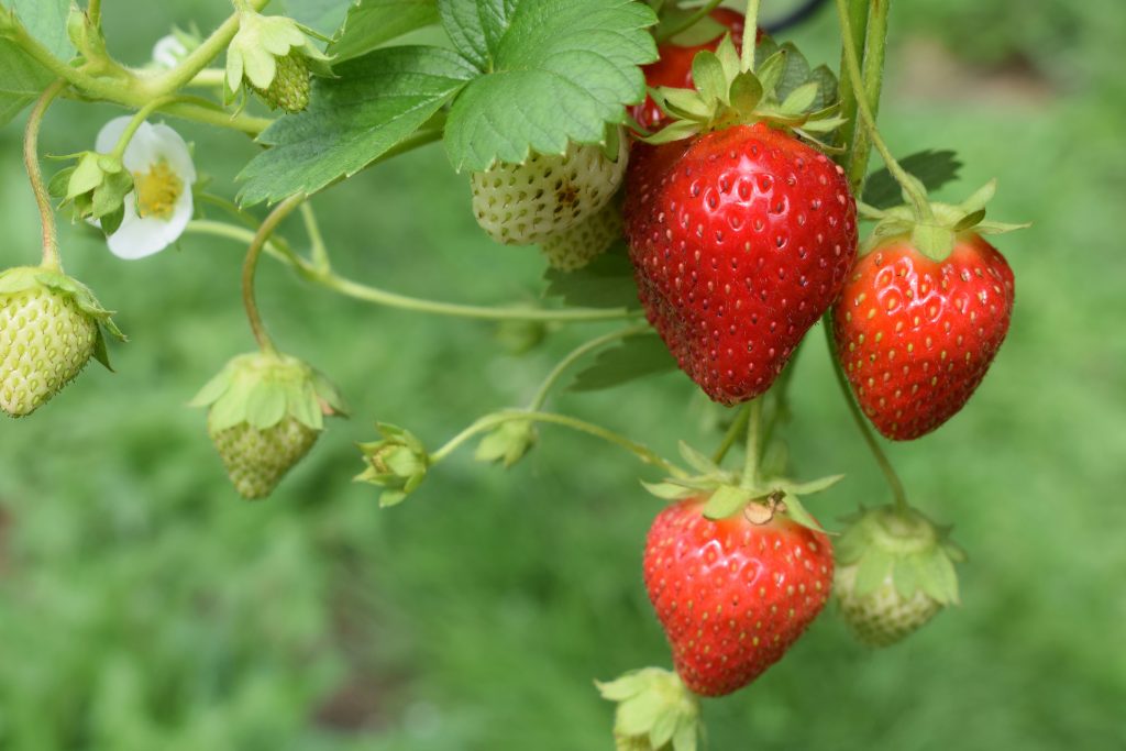 Cultivo de Fresas en casa