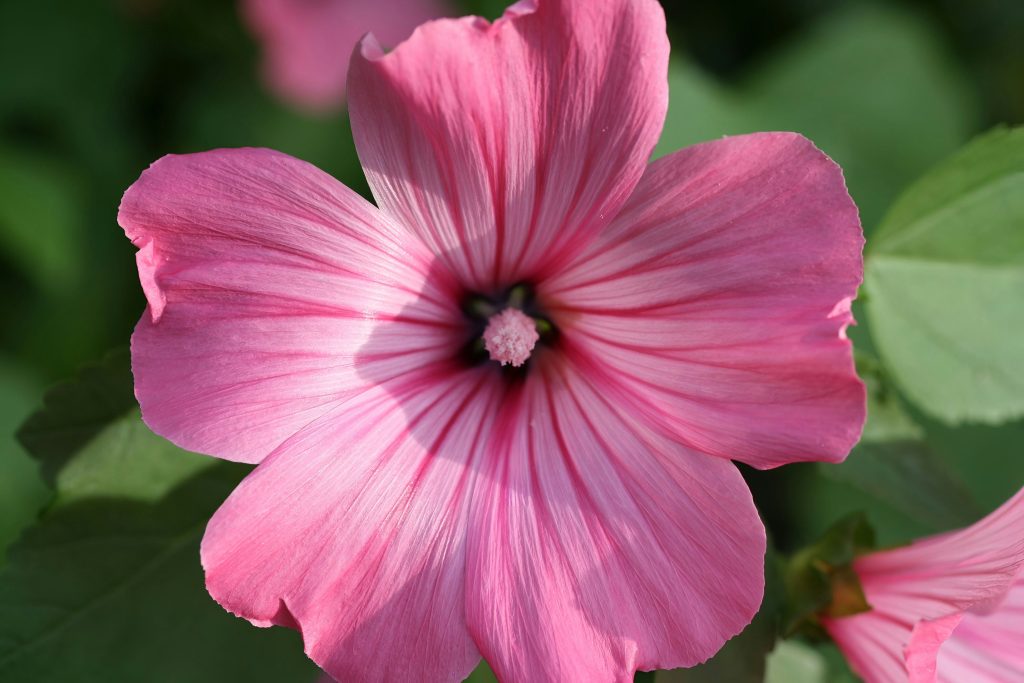 Malva Cuidados. Flor de la Malva