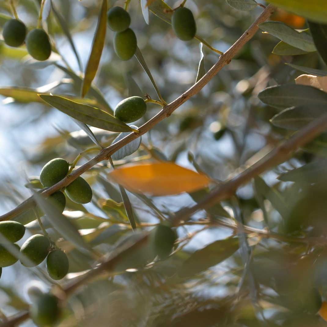 Olivo con las hojas amarillas