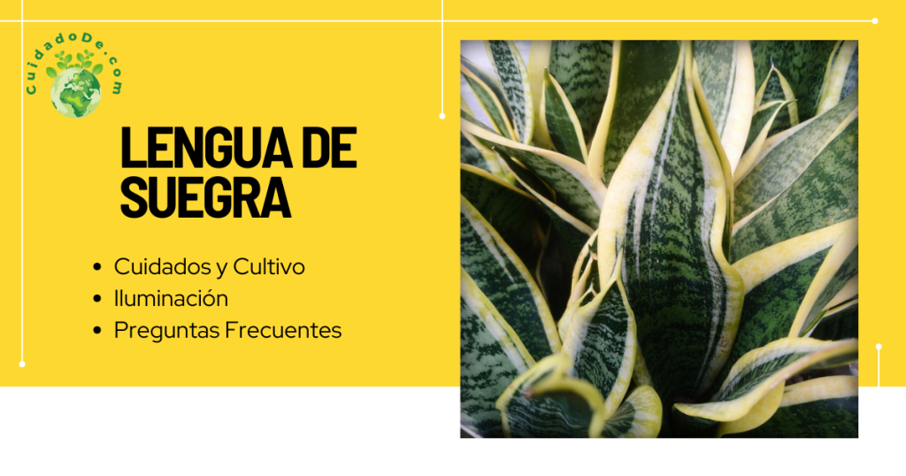 Lengua de Suegra Cuidados