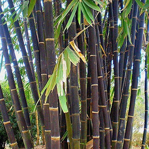 Bambú Negro
