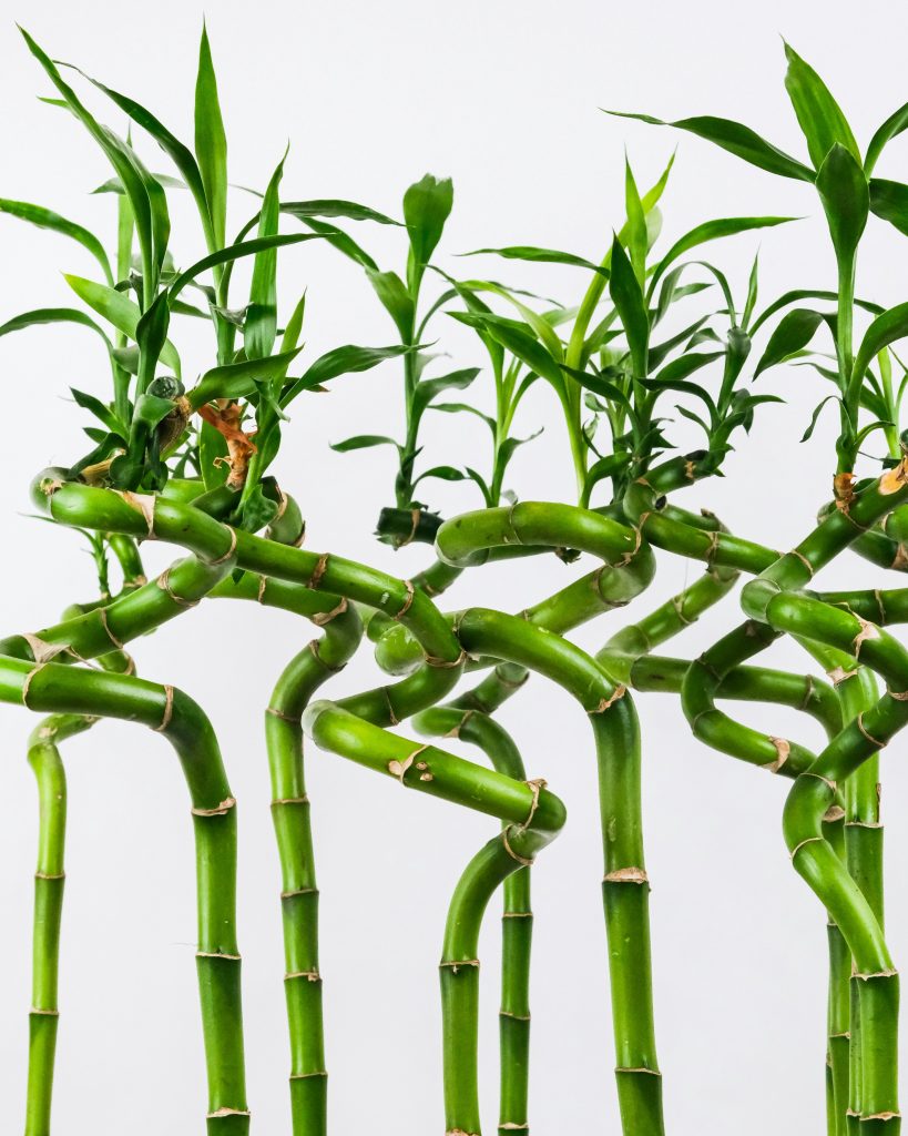 Planta de Bambú de la Suerte